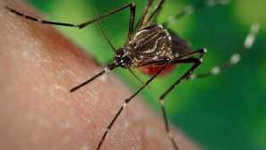 Komáre v popise thajska, nebezpečenstvo pre turistov, ochranných opatrení!